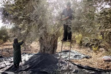 An alternative economy takes root in the West Bank