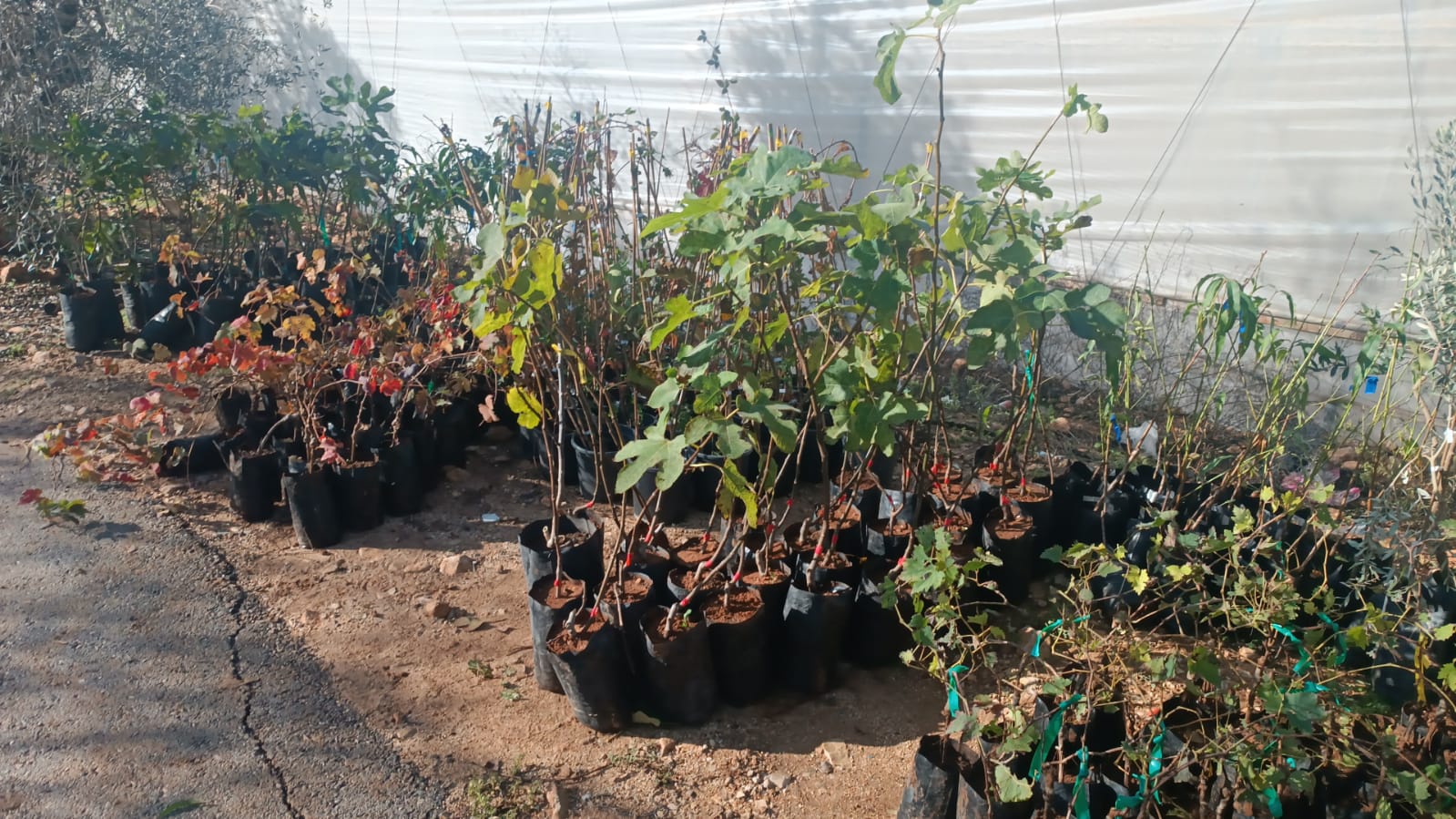 Seeds & saplings